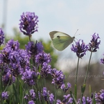 Butterfly and Lavender