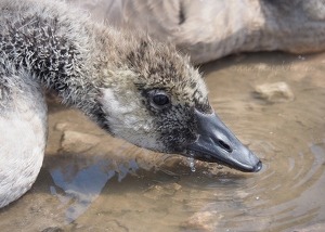 Juvenile Canada Goose Drinking