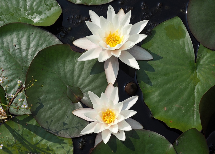 Water Lilies - 20200813-water-lilies.JPG