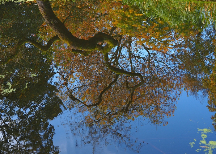 Autumn at Sefton Park - 20201025-sefton-park-reflections.jpg