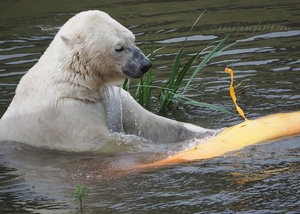 Polar Bear & Kayak