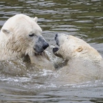 20200702-polar-bears-3.jpg