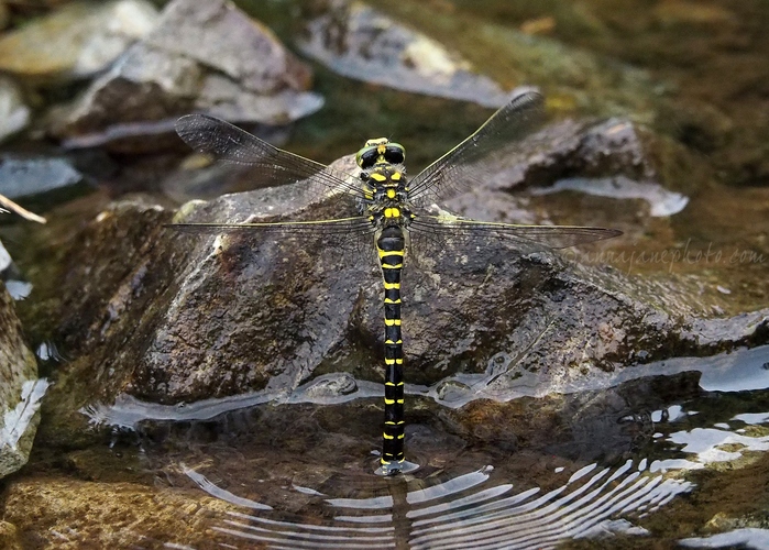 Golden-ringed Dragonfly - 20210712-golden-ringed-dragonfly.jpg