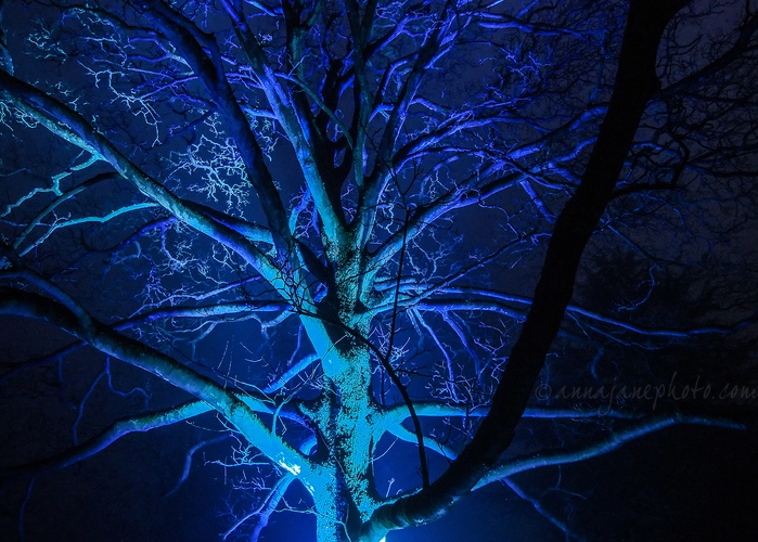 Illuminated Trees - 20211226-illuminated-trees-1.jpg