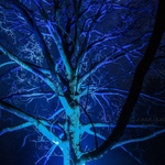 Illuminated Trees