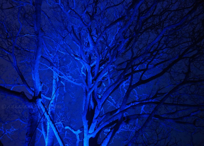 Illuminated Trees - 20211226-illuminated-trees-2.jpg