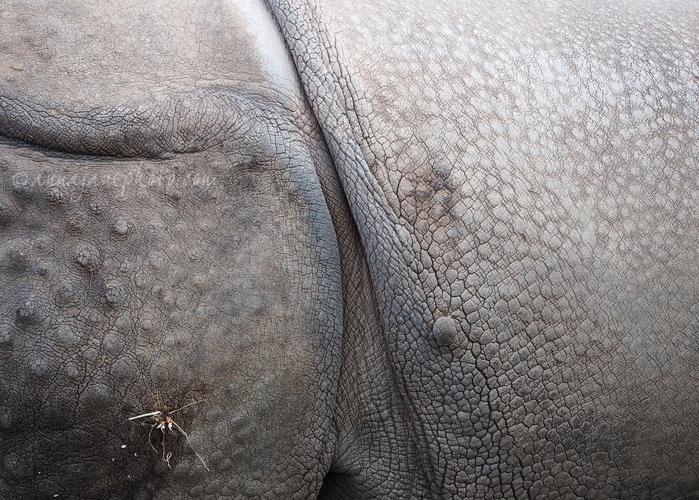 Greater One-Horned Rhino - 20211229-greater-one-horned-rhino-skin.jpg