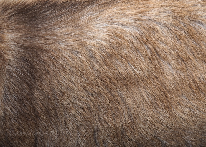 20220404-goat-hair.jpg