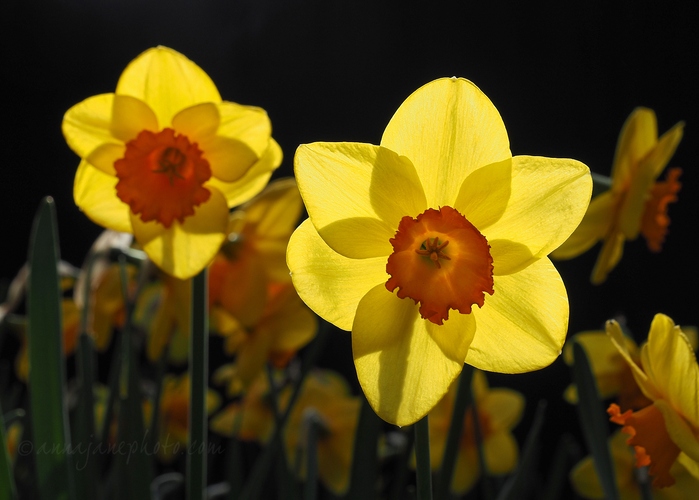 20220424-daffodils.jpg