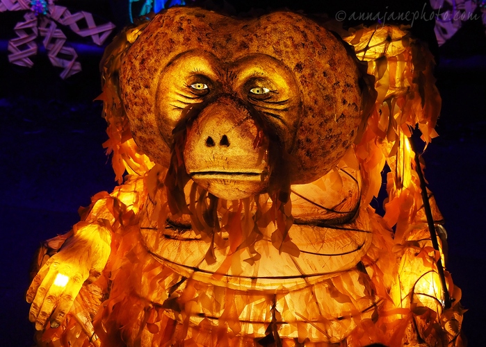 20221220-chester-zoo-lanterns-orangutan.jpg