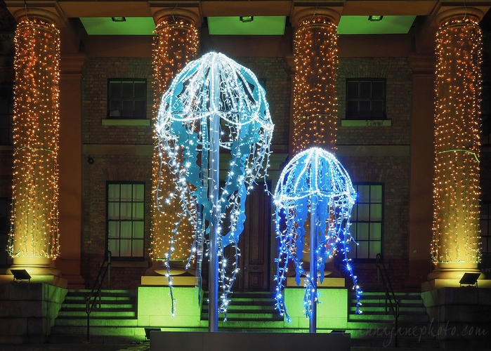 20221215-jellyfish-lights.jpg