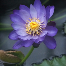 Flora