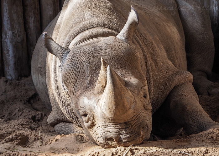 20230403-black-rhino.jpg