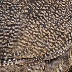 Elegant Crested Tinamou Feathers