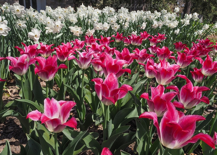 20230413-tulips-daffodils.jpg