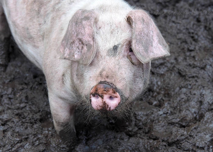 20230725-pig-in-mud.jpg