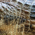 20231110-sunda-gharial-skin.jpg