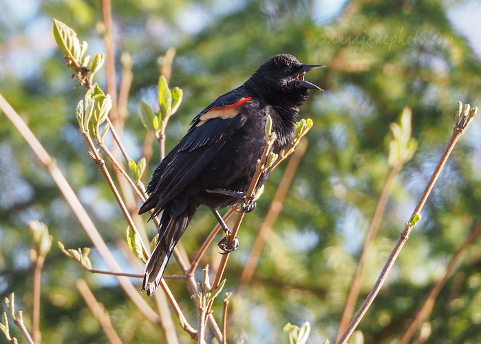 20240321-red-winged-blackbird.jpg