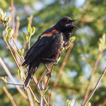 20240321-red-winged-blackbird.jpg