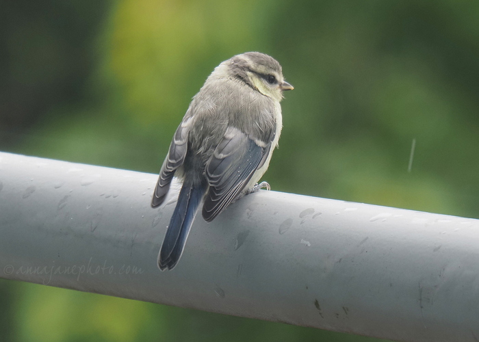 20250607-juvenile-blue-tit.jpg