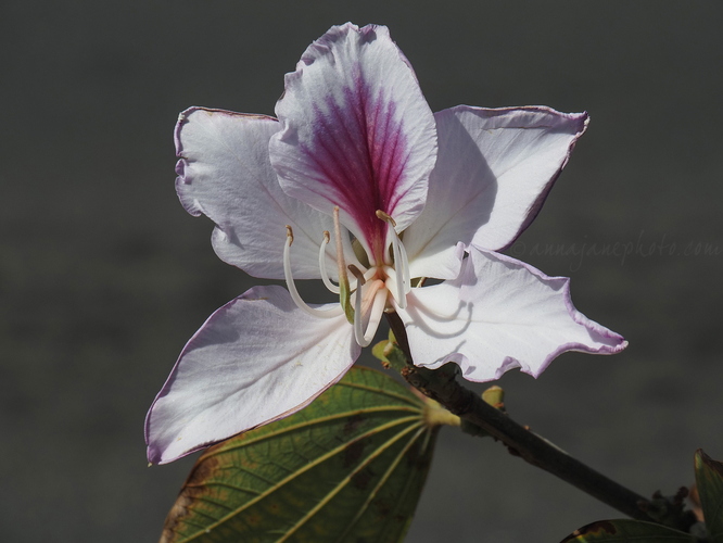 20250405-mountain-ebony.jpg