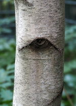 Watching Tree