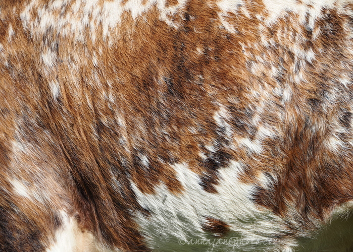 20250921-longhorn-cattle-hair.jpg