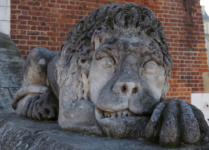 20260228-lion.jpg
