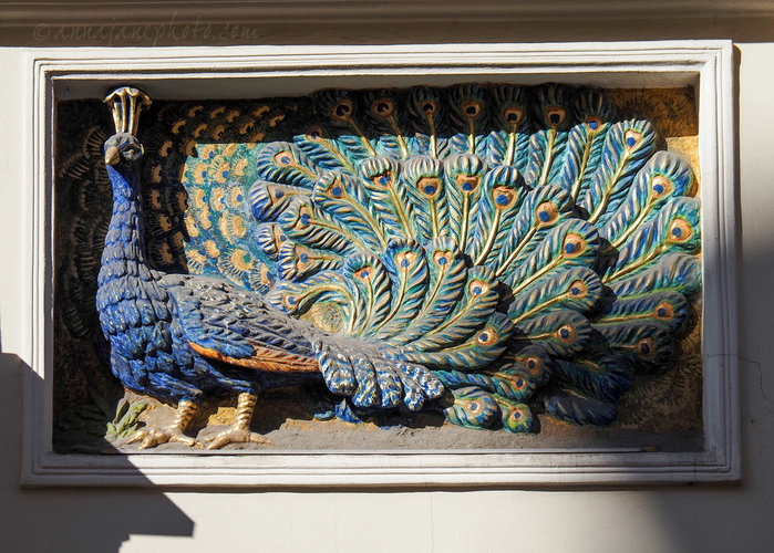 20260228-peacock.jpg