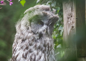 Great Grey Owl