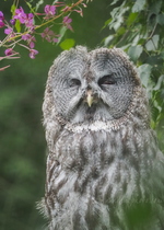 Great Grey Owl