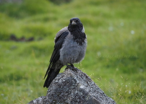Hooded Crow