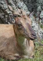 Markhor