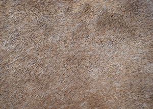 Red Deer Skin