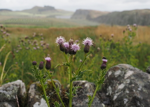 Steel Rigg, Hadrian's Wall
