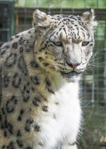 Snow Leopard