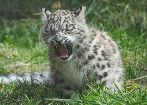 Snow Leopard Cub