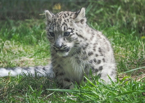 Snow Leopard Cub