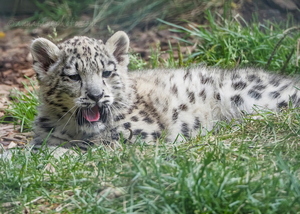 Snow Leopard Cub