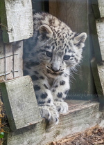 Snow Leopard Cub