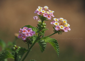 Lantana Camara
