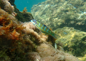 Ornate Wrasse