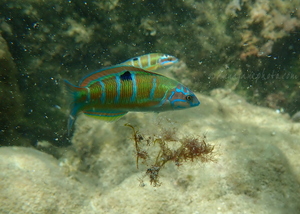 Ornate Wrasse